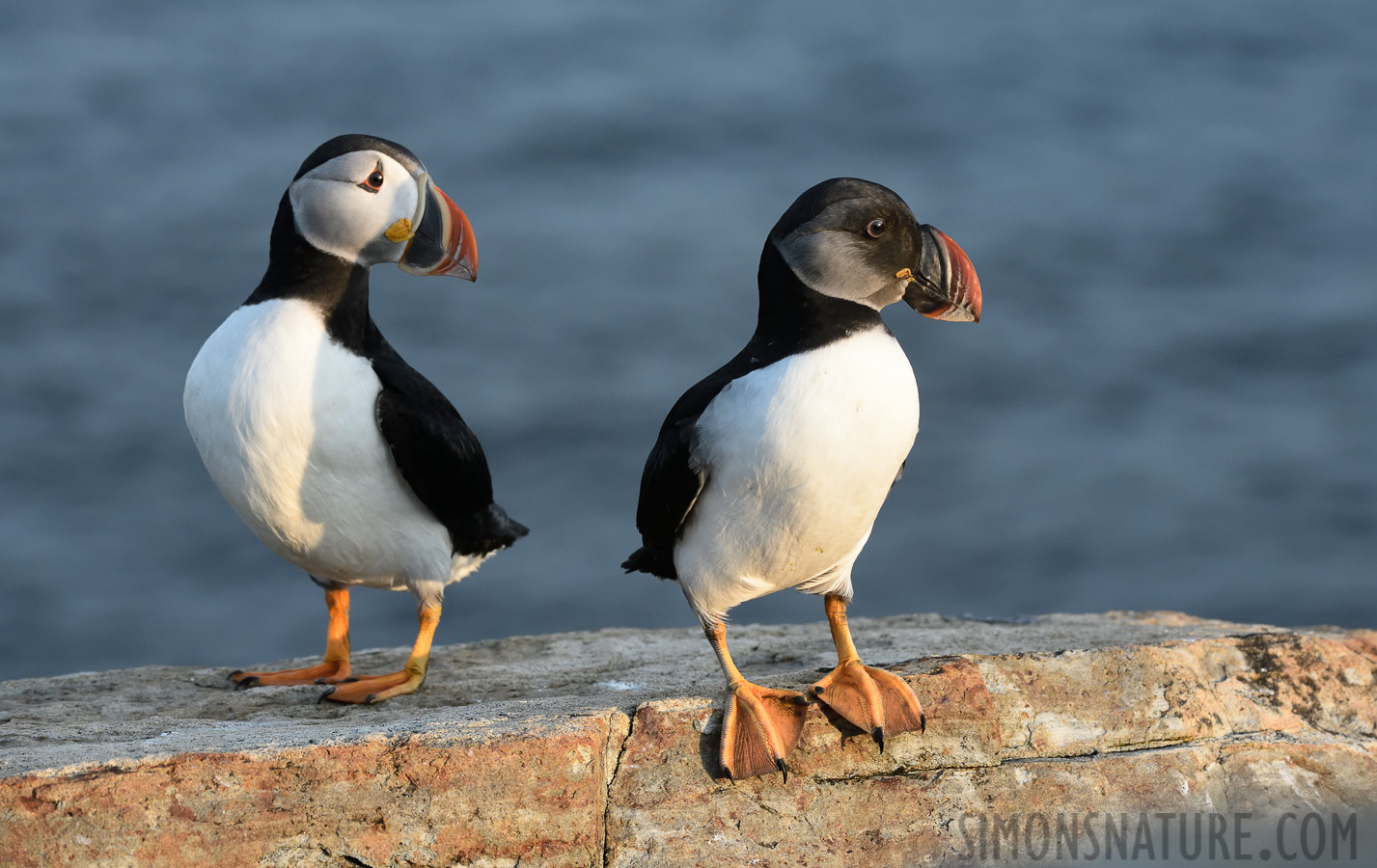 Fratercula arctica [210 mm, 1/500 sec at f / 10, ISO 1600]